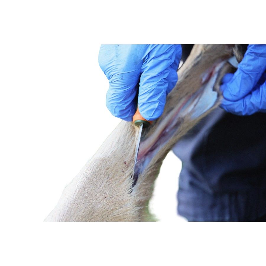 Morakniv Kansbol Hunting (S), metsästysveitsi, oranssi